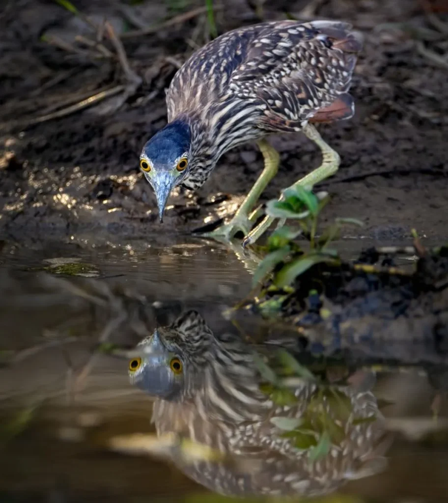 Birdwatching