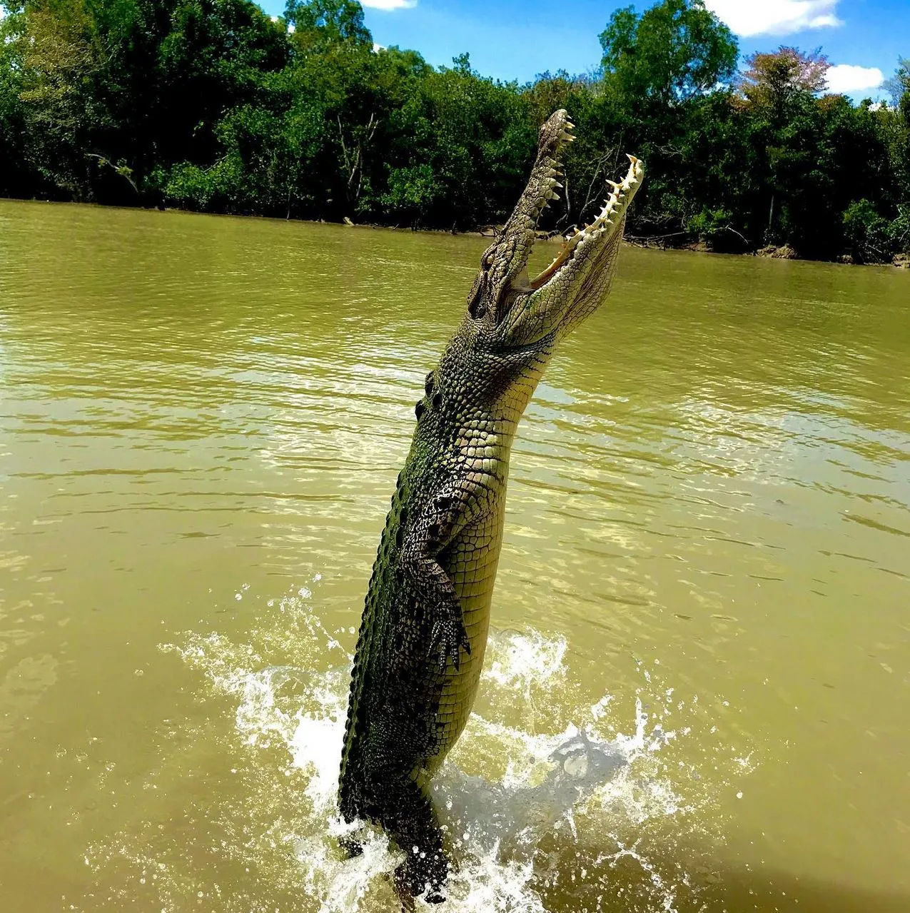 Can Most Travellers Participate in Jumping Crocodile Cruises?