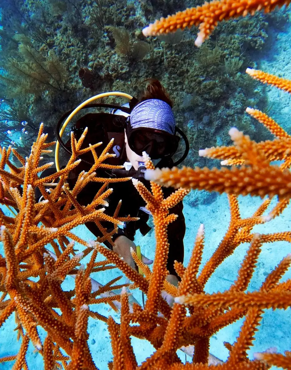 Kerala Seaplane | The Truth About Coral Bleaching: Best Reef Sites for Healthy Coral in 2026 Getting Real About Reef Resilience