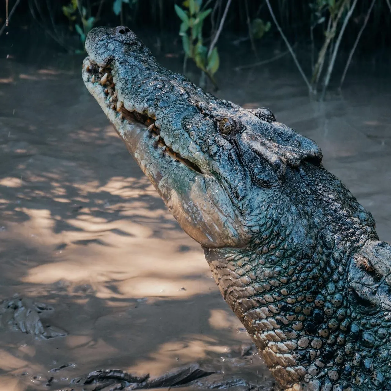 Kerala Seaplane | Can Most Travellers Participate in Jumping Crocodile Cruises? Jumping Crocodile Tour