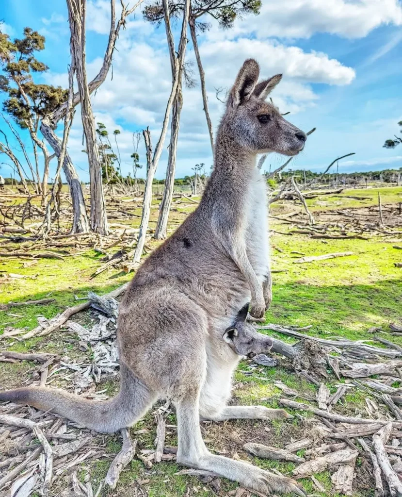 Phillip Island Wildlife Park