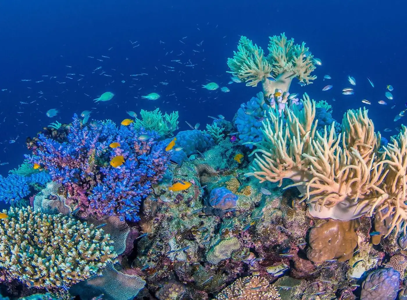Kerala Seaplane | The Truth About Coral Bleaching: Best Reef Sites for Healthy Coral in 2026 Regions Where Coral Can Be Expected to Thrive in 2026
