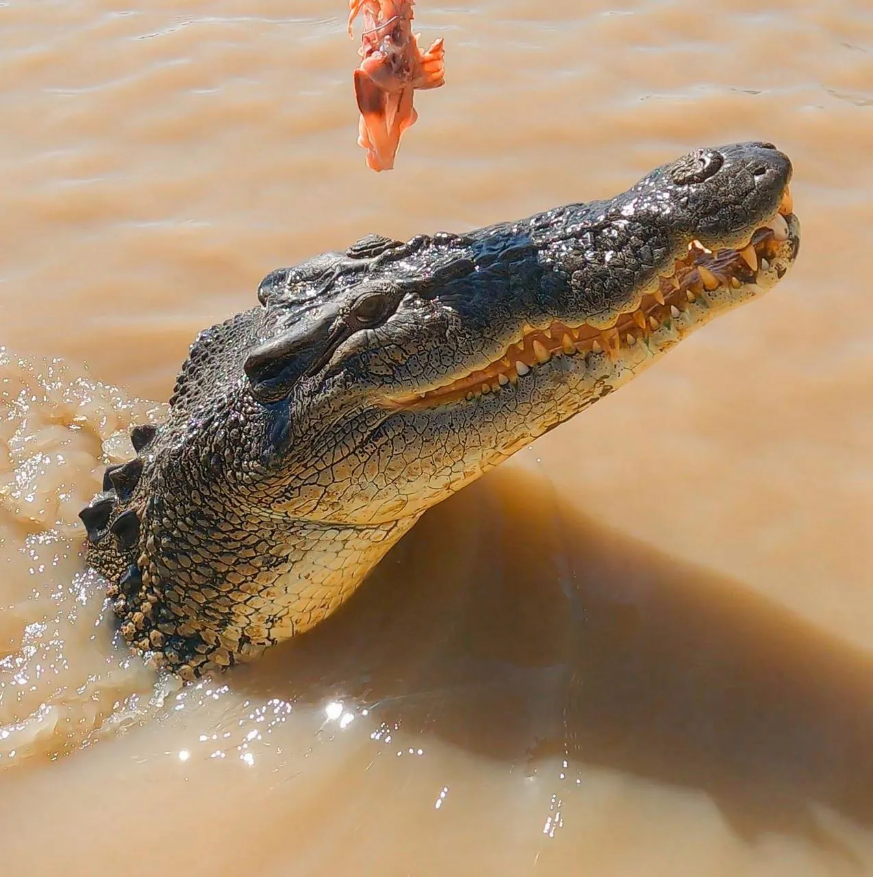 Kerala Seaplane | Can Most Travellers Participate in Jumping Crocodile Cruises? Safety, The Top Concern (And for Good Reason)
