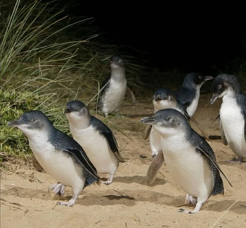 The Phillip Island Penguin Parade