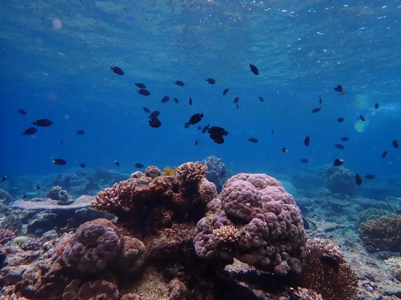 The Truth About Coral Bleaching: Best Reef Sites for Healthy Coral in 2026