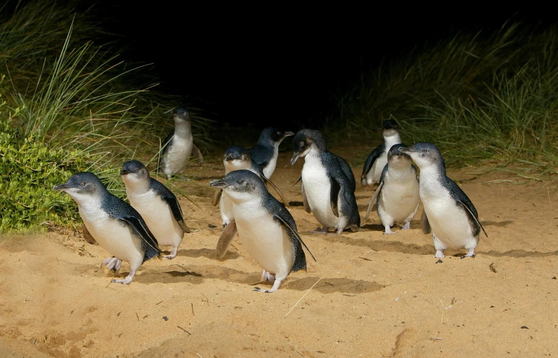 What Time Do Penguins Come Out at Phillip Island