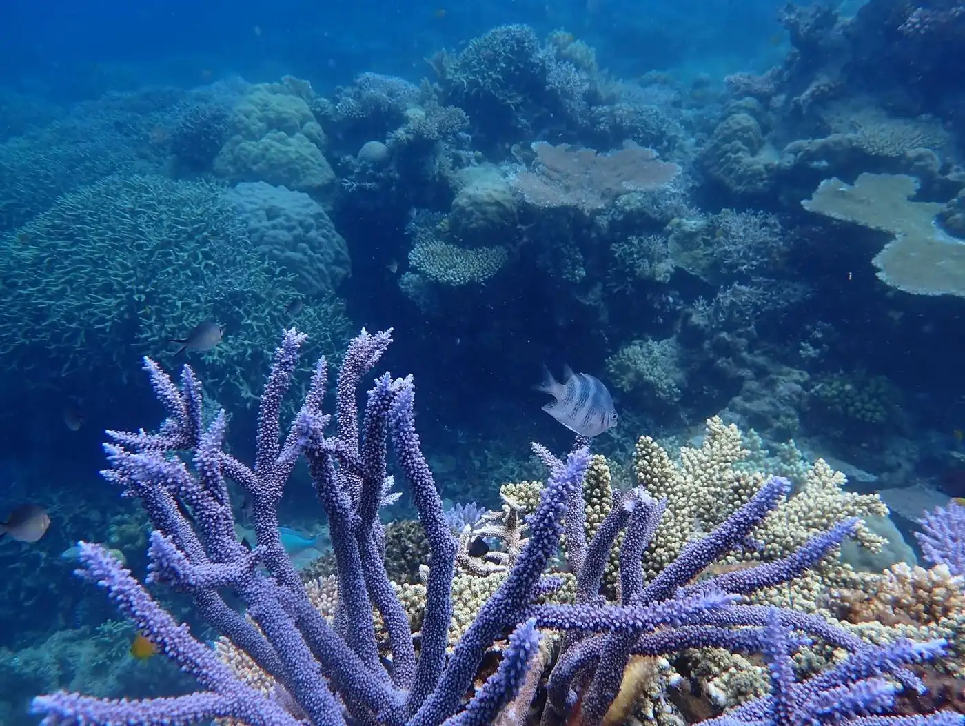 Kerala Seaplane | The Truth About Coral Bleaching: Best Reef Sites for Healthy Coral in 2026 What You Need To Know