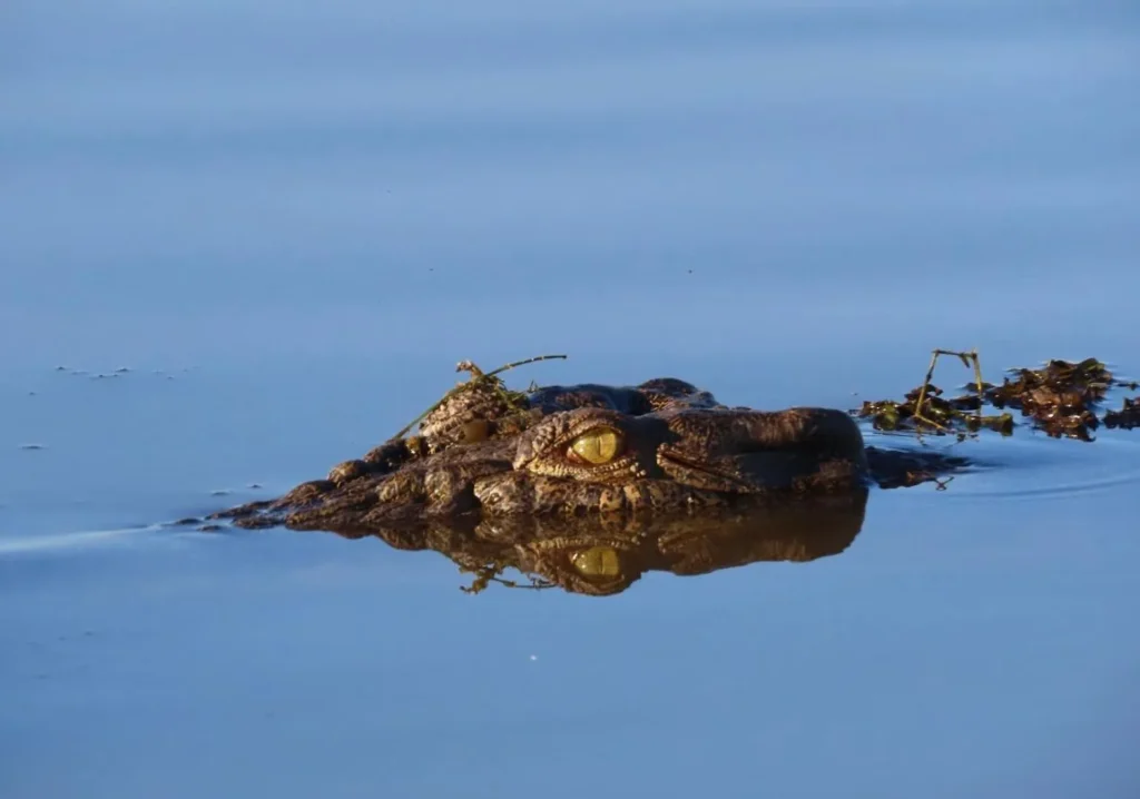 freshwater crocodiles, Katherine Gorge