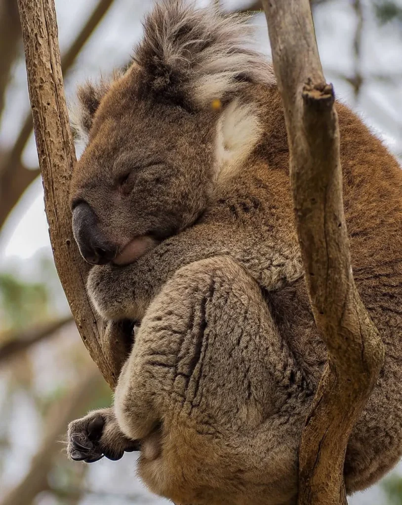 koalas, Phillip Island