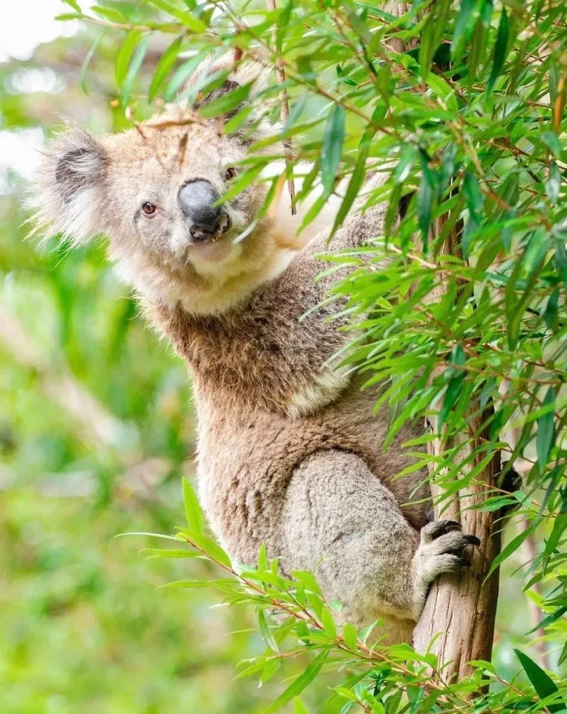 koalas